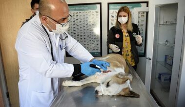 Boynunu jiletli telin kestiği köpek sağlığına kavuştu