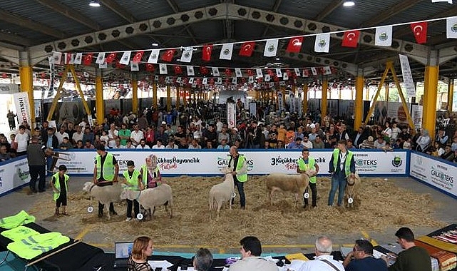 İnegöl Küçükbaş Hayvancılık Festivalinin Tarihleri Belli Oldu