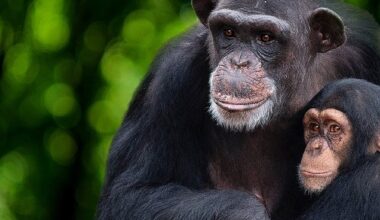 'Şempanzelerin Dünyası' 7 Şubat Çarşamba 20.00'de National Geographic WILD Ekranlarında başlıyor