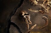 Gezegenimizde Yaşamış En Büyük Hayvanların Gizemini Konu Alan 'Kayıp Hayvanların Gizemli Geçmişi' 28 Mart Perşembe 22.00'de National Geographic Ekranlarında Başlıyor!
