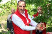 Milyonlarca kiraz ağacı ihracat rekoru kırmak için 1 hafta önceden meyvelerini verdi