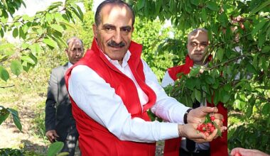 Milyonlarca kiraz ağacı ihracat rekoru kırmak için 1 hafta önceden meyvelerini verdi