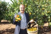 Narenciye sektörü KKTC'de görülen yeşillenme hastalığının Türkiye'ye sıçramaması için topyekûn mücadele istiyor