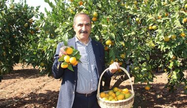 Narenciye sektörü KKTC'de görülen yeşillenme hastalığının Türkiye'ye sıçramaması için topyekûn mücadele istiyor