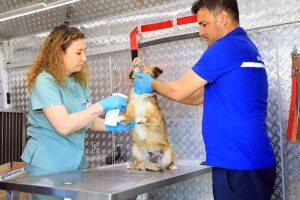 Muğla Büyükşehir Belediyesi'nin sahipsiz hayvanlara iç, dış parazit ve kuduz aşıları yapılması için hizmete aldığı Acil müdahale aracı ilçelerde hizmete başladı
