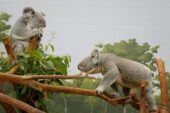 ‘Tampa’nın Sırları: Sevgililer Özel’ 15 Mayıs Çarşamba Günü 20.00’de National Geographic WILD Ekranlarında!