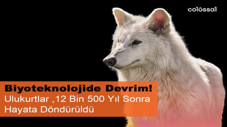 Nesli Tükenen Ulukurtlar 12 Bin Yıl Sonra Hayata Döndürüldü