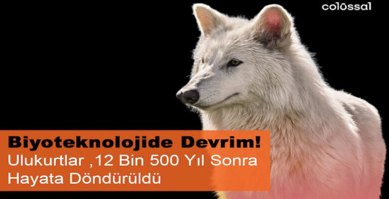 Nesli Tükenen Ulukurtlar 12 Bin Yıl Sonra Hayata Döndürüldü