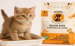 Kediniz ve dünya için devrim: Zeytin çekirdeğinden kedi kumu neden popüler?