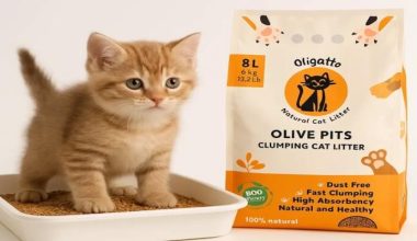 Kediniz ve dünya için devrim: Zeytin çekirdeğinden kedi kumu neden popüler?